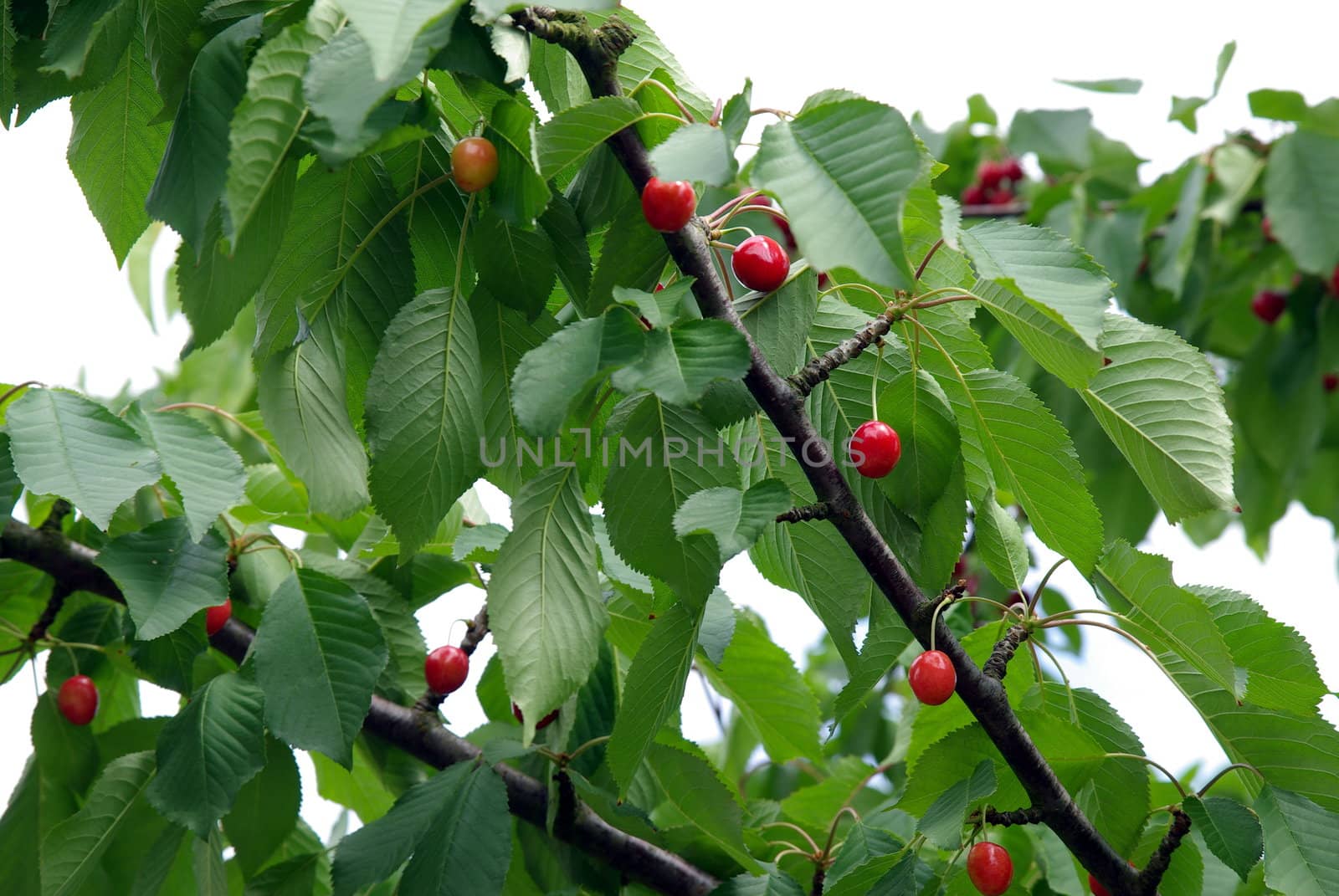 Fresh Cherries