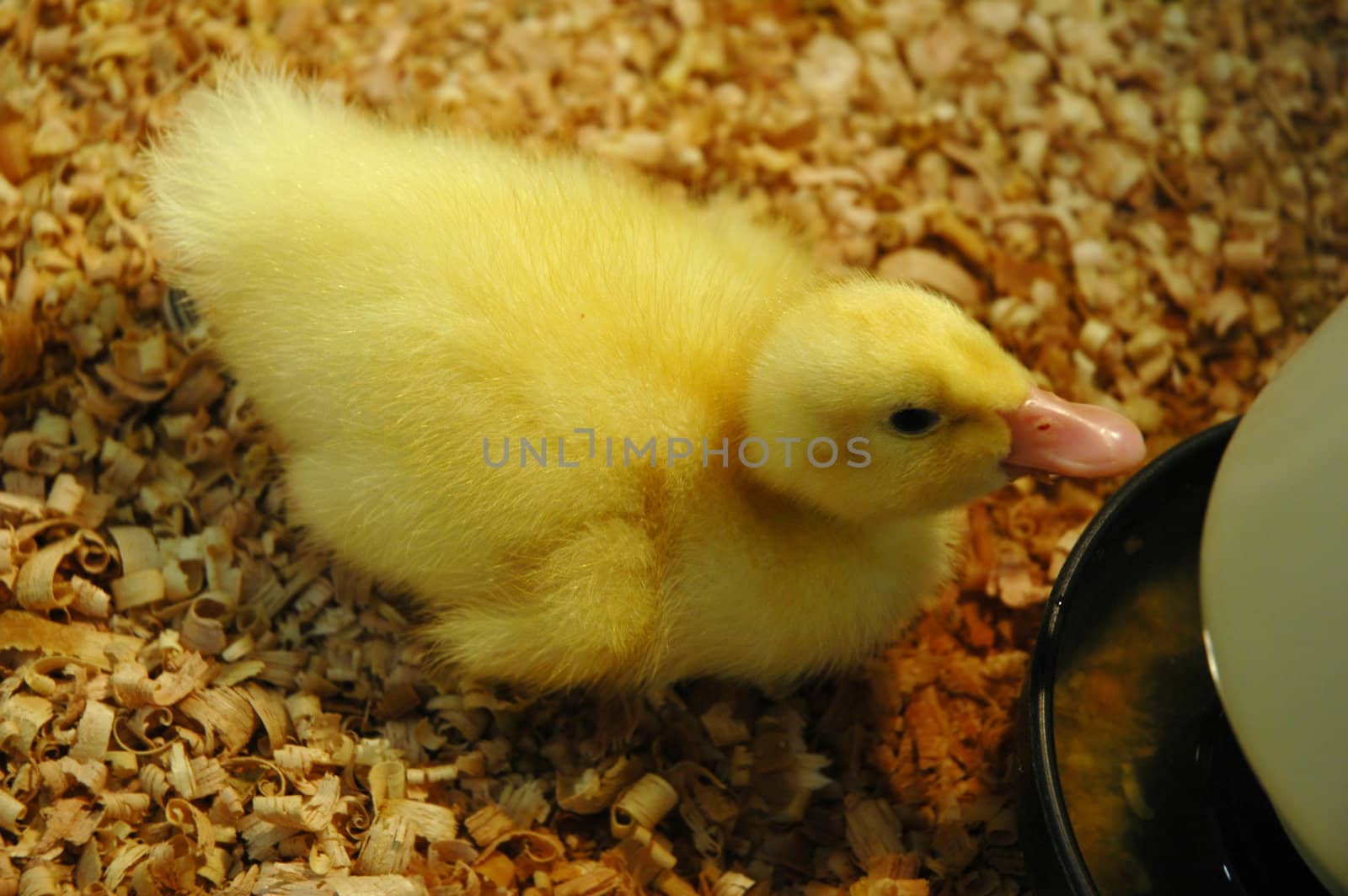 Yellow newborn duckling pet feeding in a farm