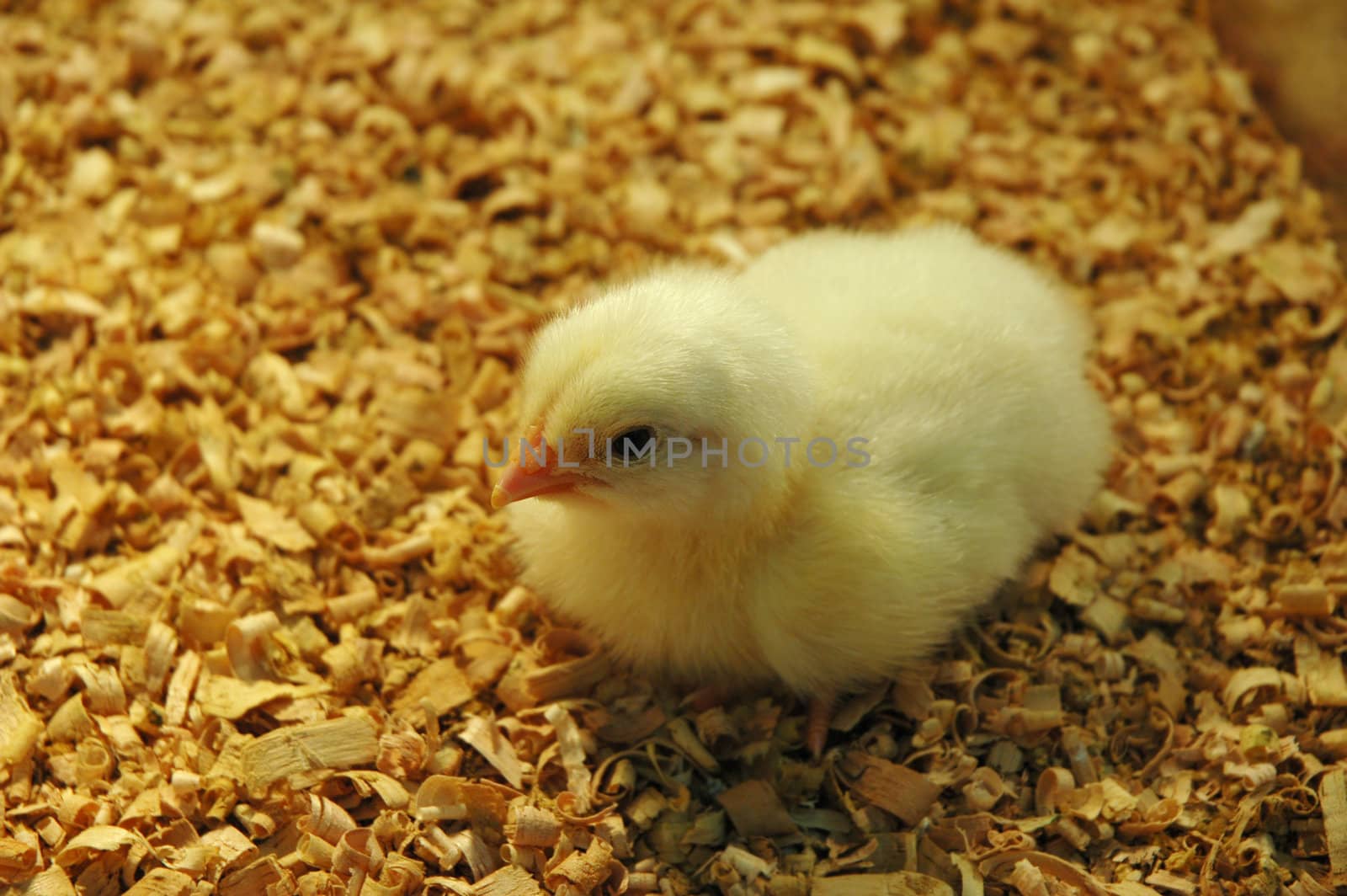 Yellow Newborn Chick by khwi