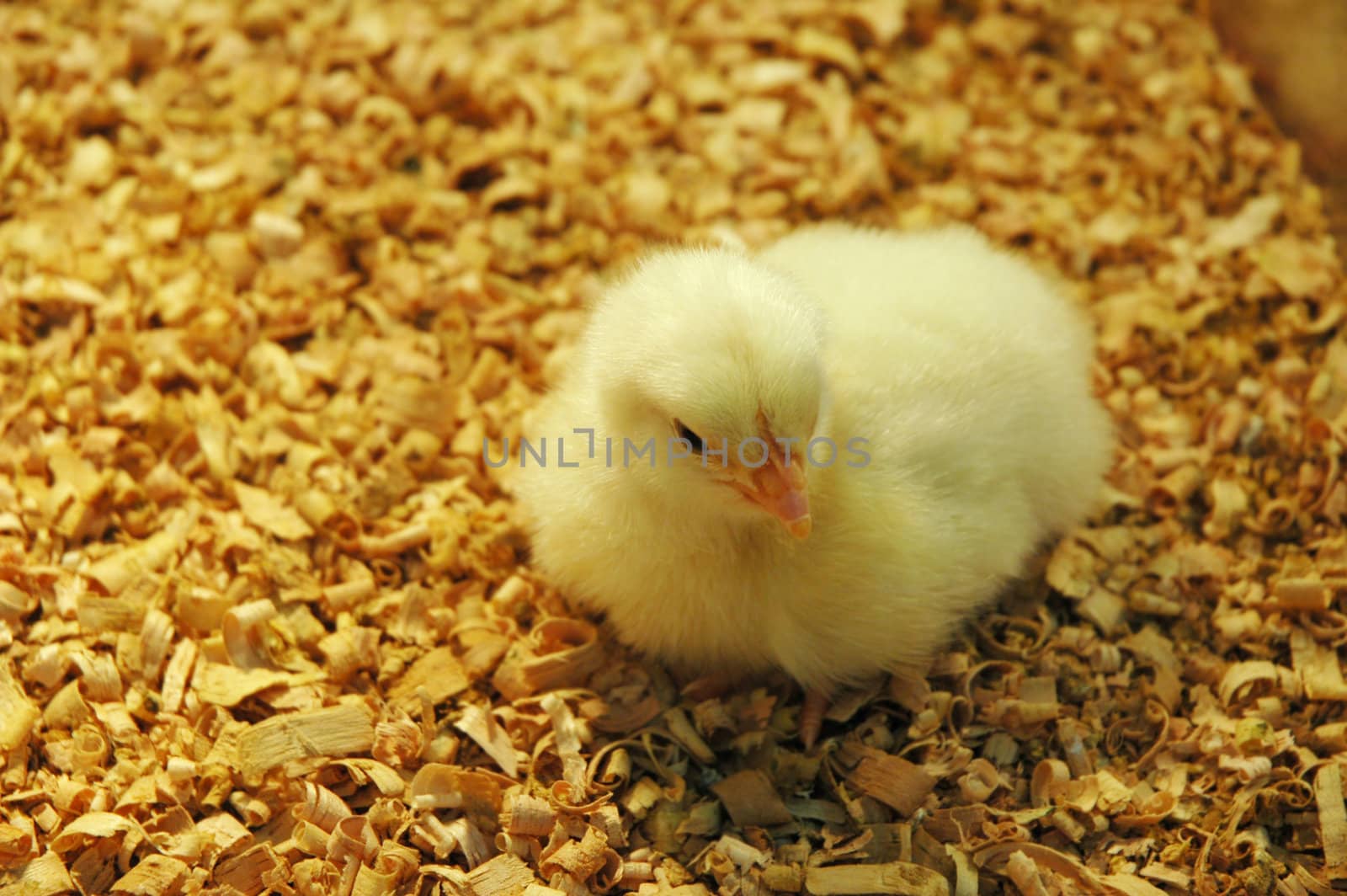 Yellow Newborn Chick by khwi