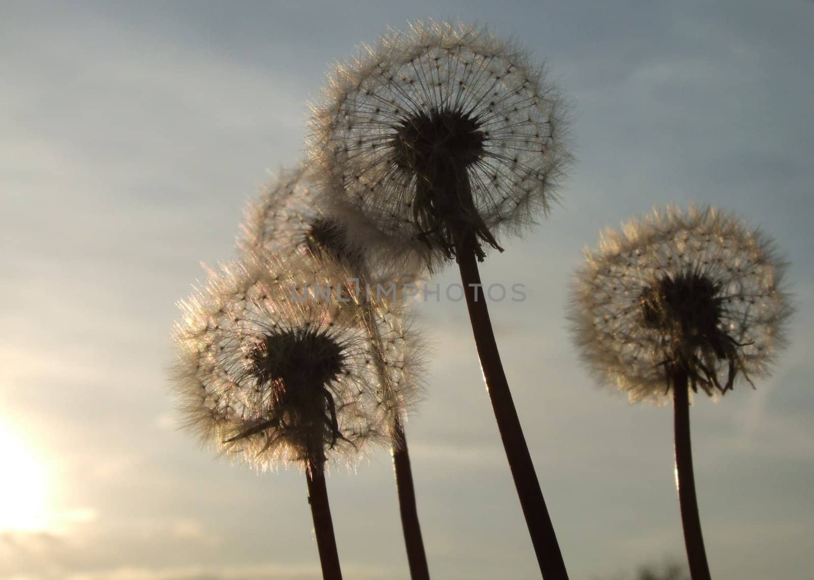 Couple of dandelions with sunset sky in background