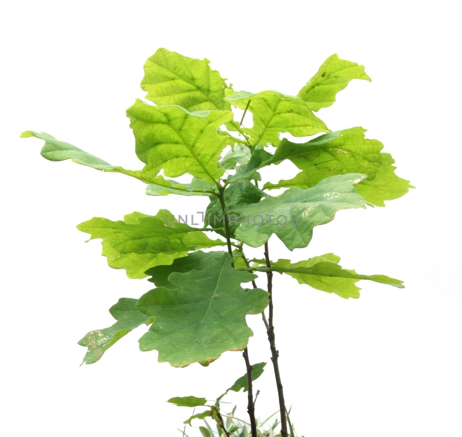 Small oak tree isolated on white background