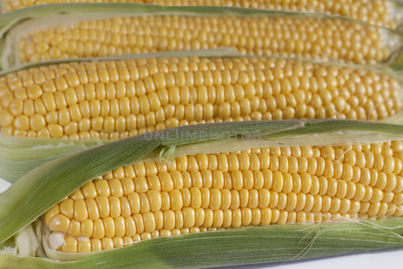 Closeup of several corns on the cob.