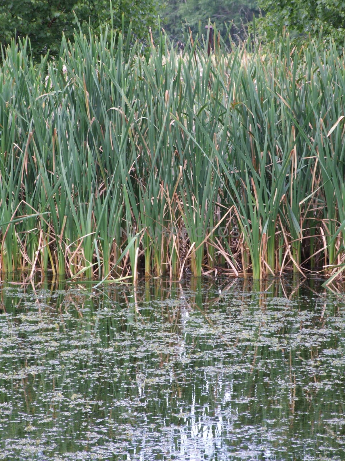 Wild lake shoreline with lots of greenery; hunting scenery