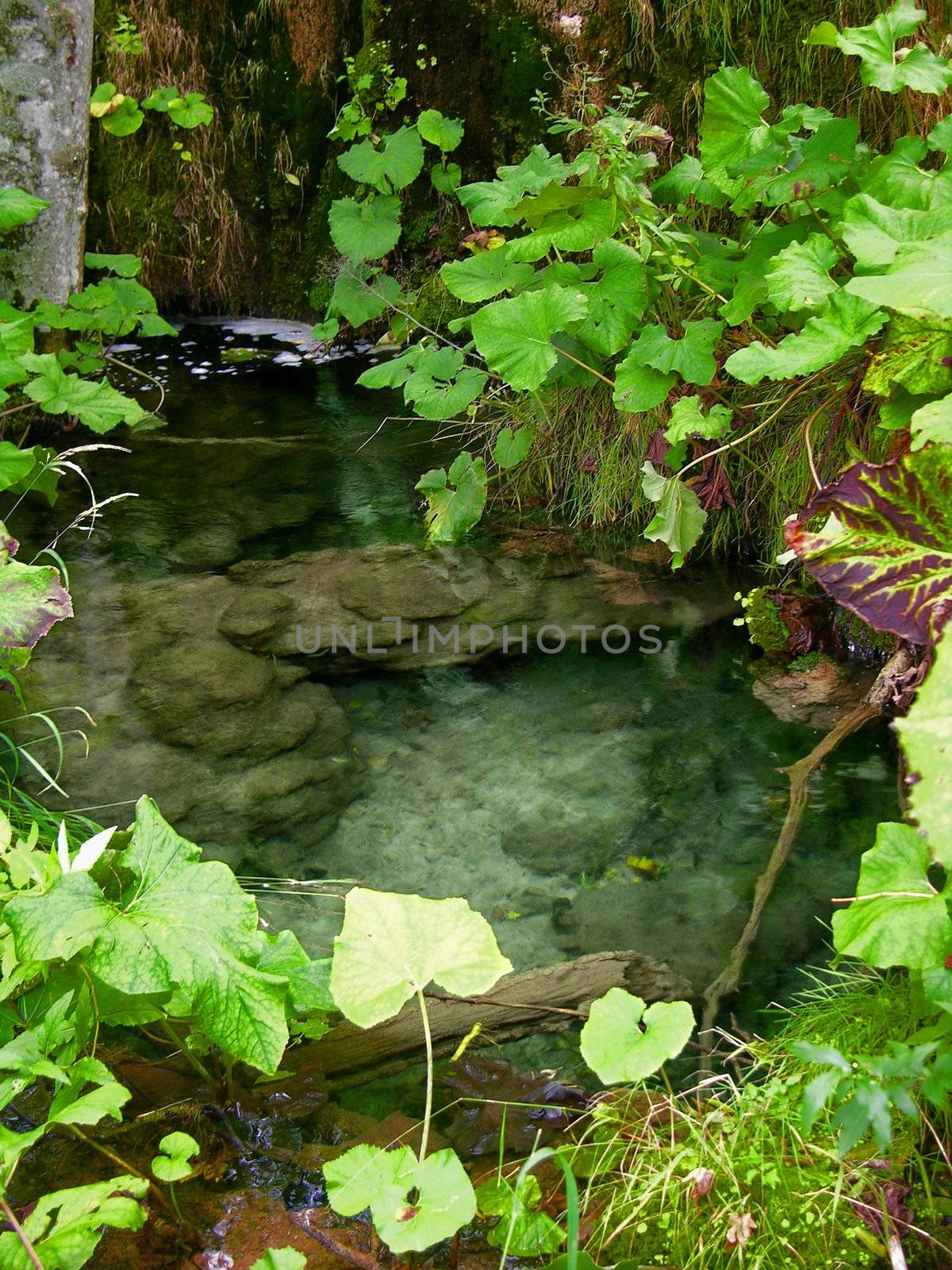 view of spring in "Plitvice lakes" park