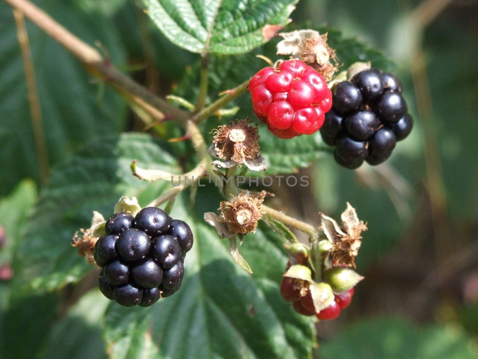 Black and red blackberries on bush