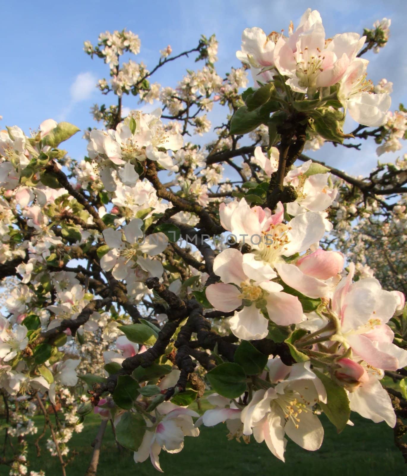 Closeup of white and pink apple-tree flowers in the spring 