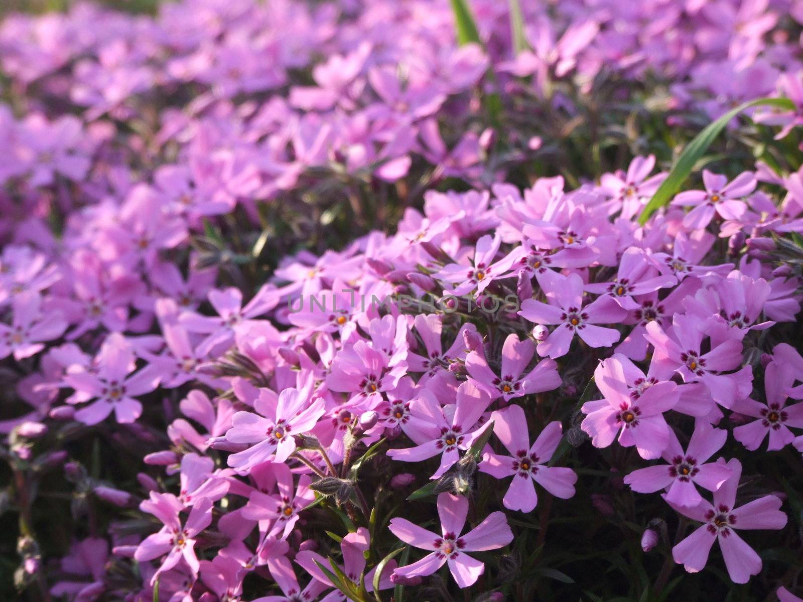 Field of pink flowers by jarzynek