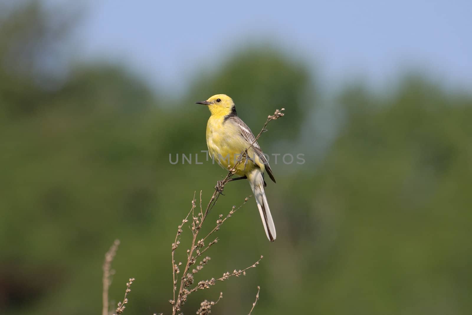 Yellow Wagtail on a beautiful green background