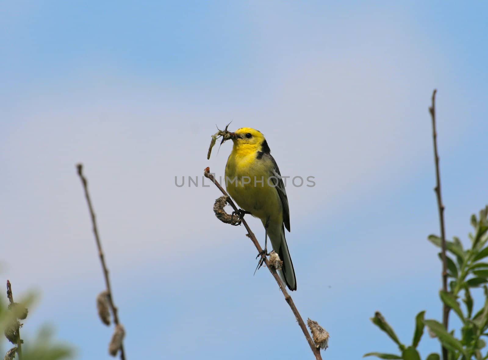 Yellow Wagtail with food in it's beak on a beautiful blue background