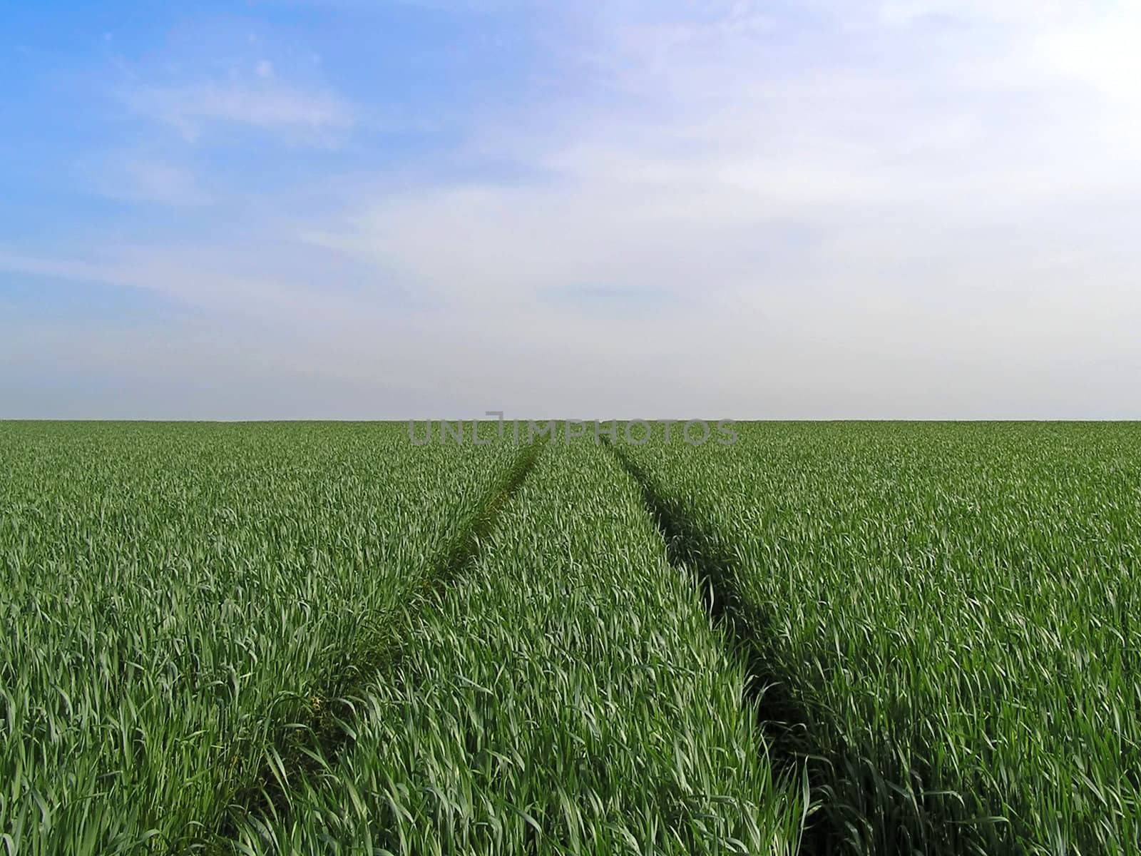 The road through green grassland in summer