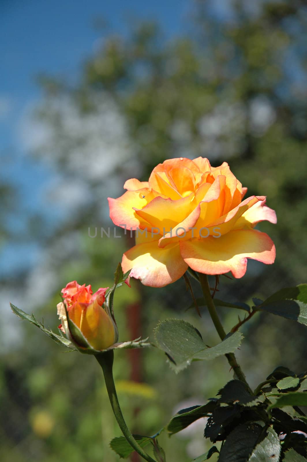 Yellow and pink rose in the garden