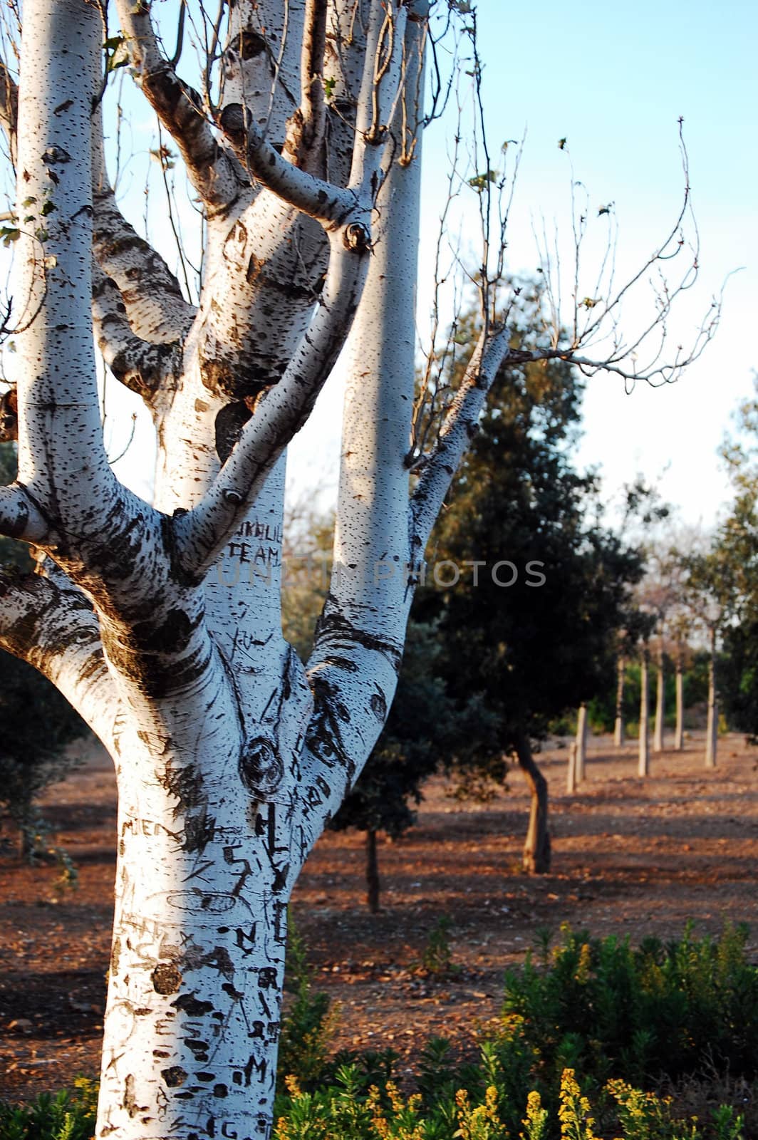 Primer plano de un arbol desnudo