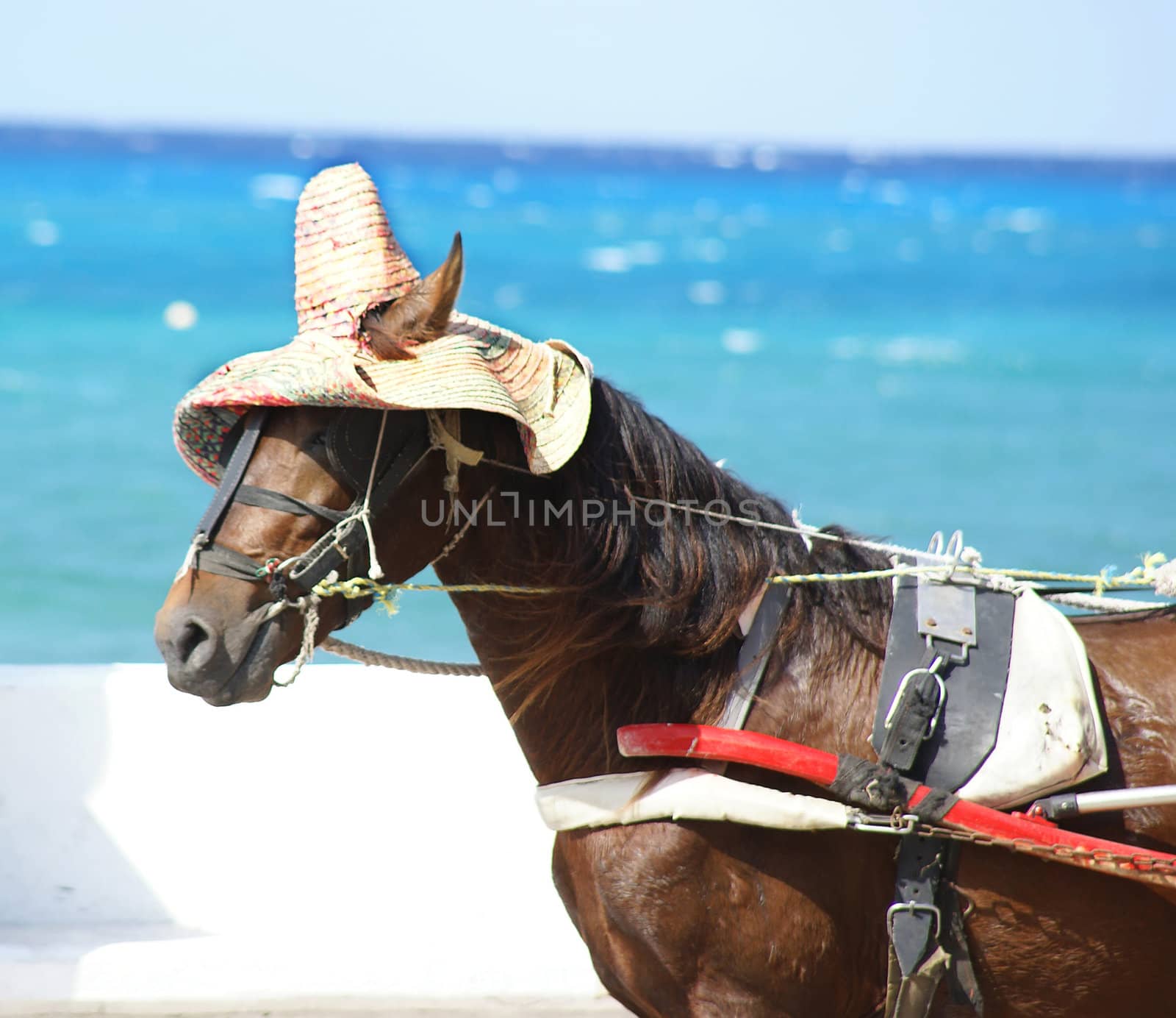 This is a horse pulling a cart and the horse is wearing their special hat. 