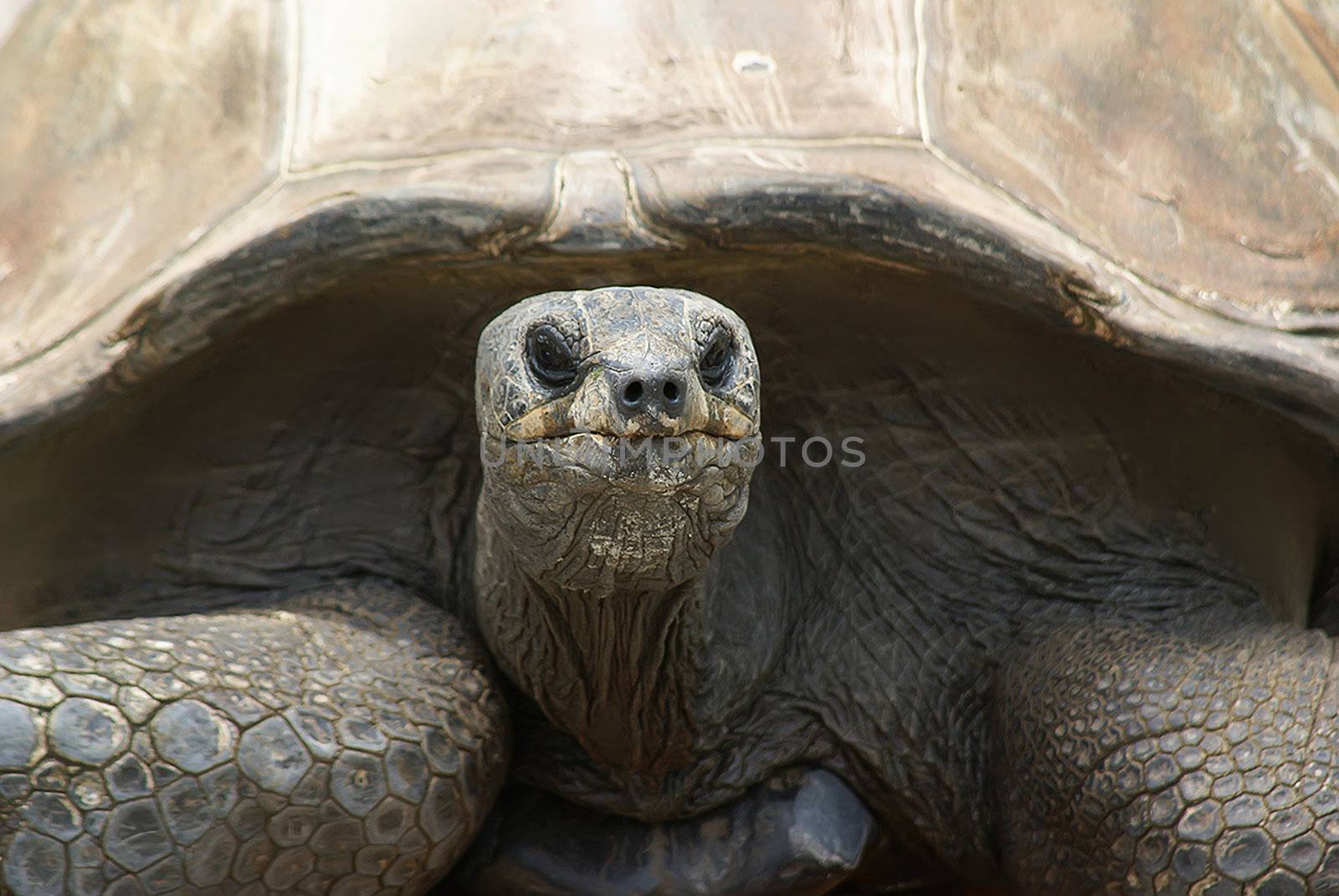 This is a Galopicose Turtle and they are the largest species of land turtle on the planet. 