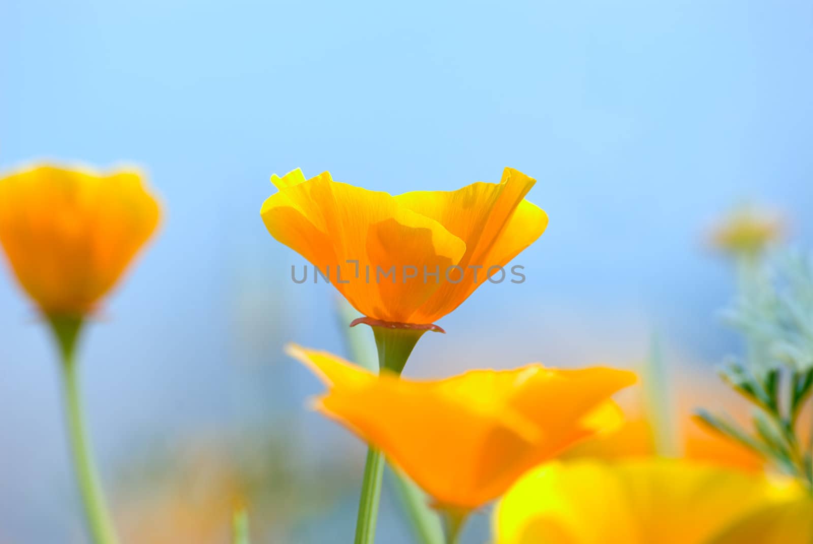 Yellow flowers on a background of the blue sky