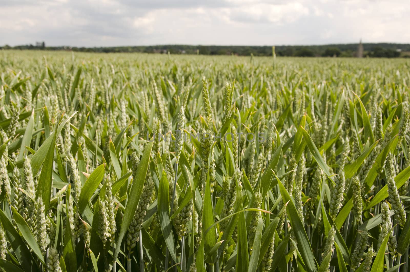 A close up view of wheat in the field