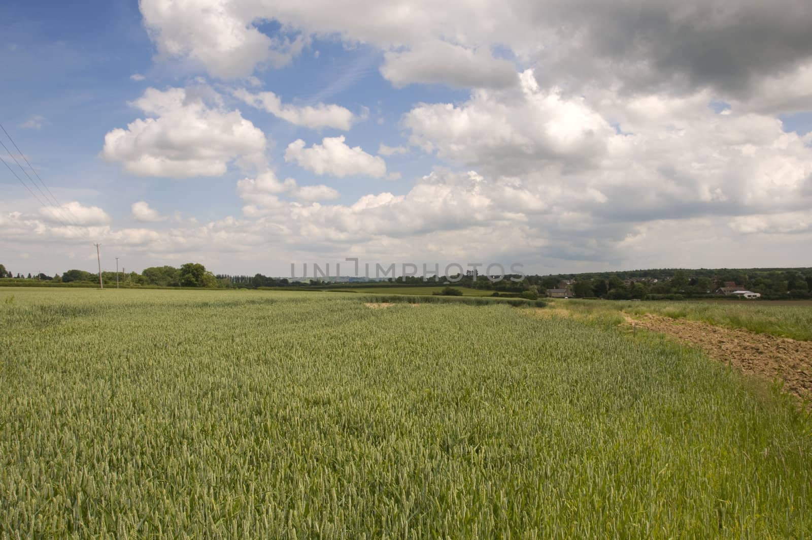 Wheat field by mbtaichi