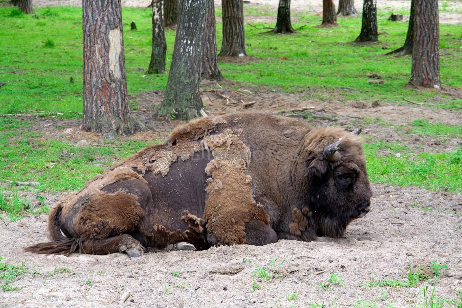 Aurochs. The big powerful bison lays in wood.