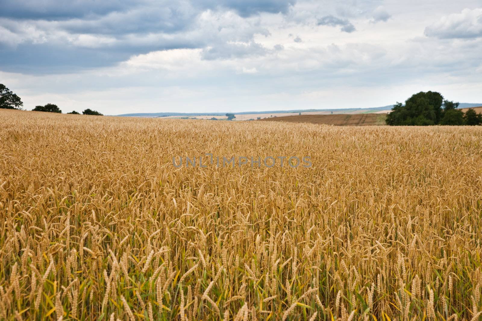Wheat field by Gravicapa