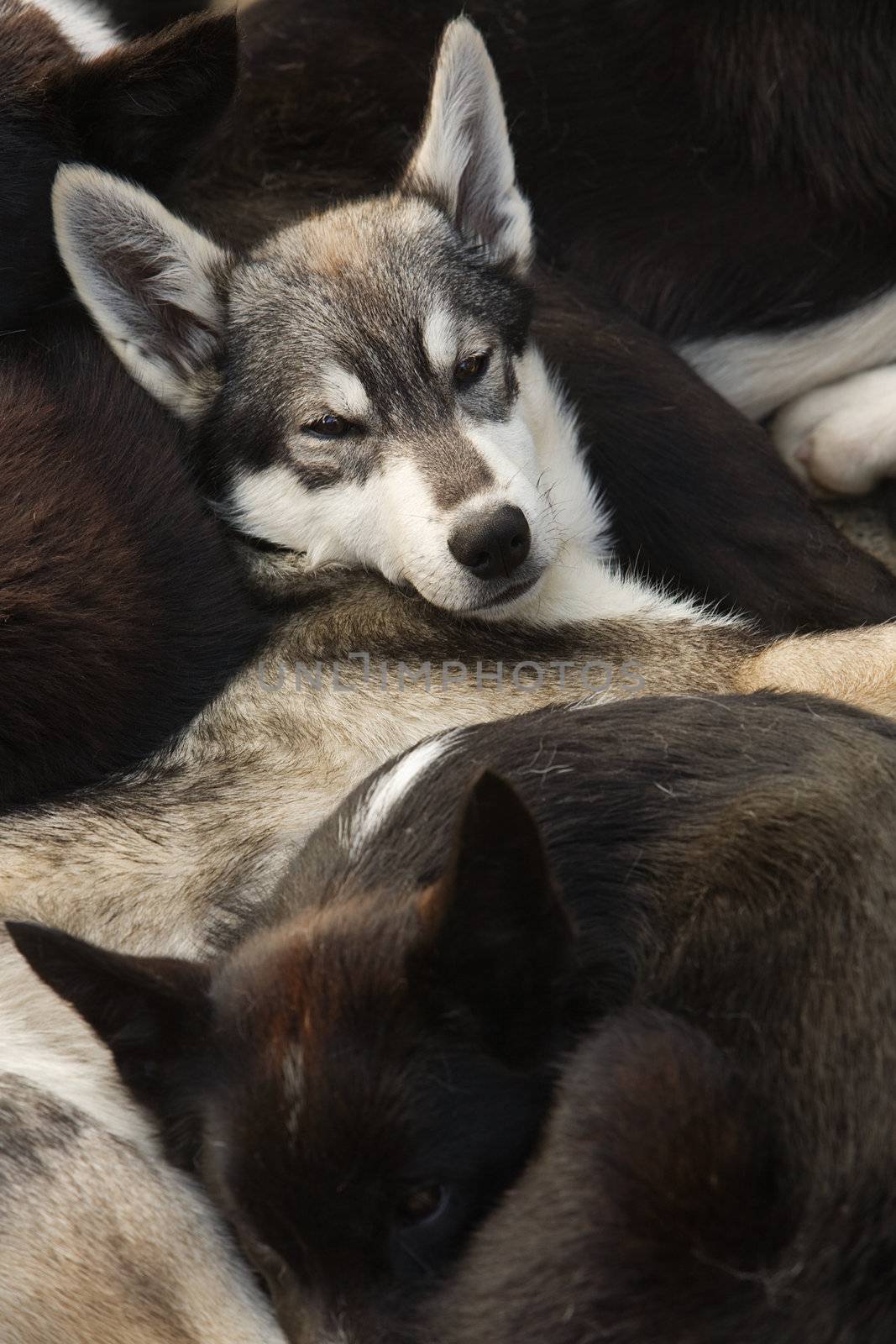 Young beautiful siberian husky lying with other dogs