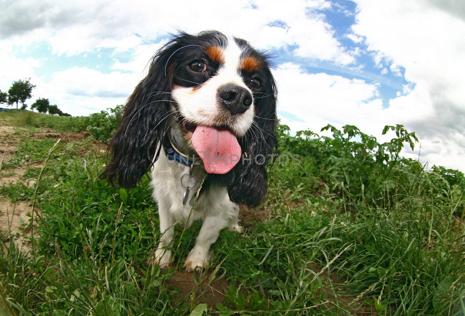 running dog by vospalej