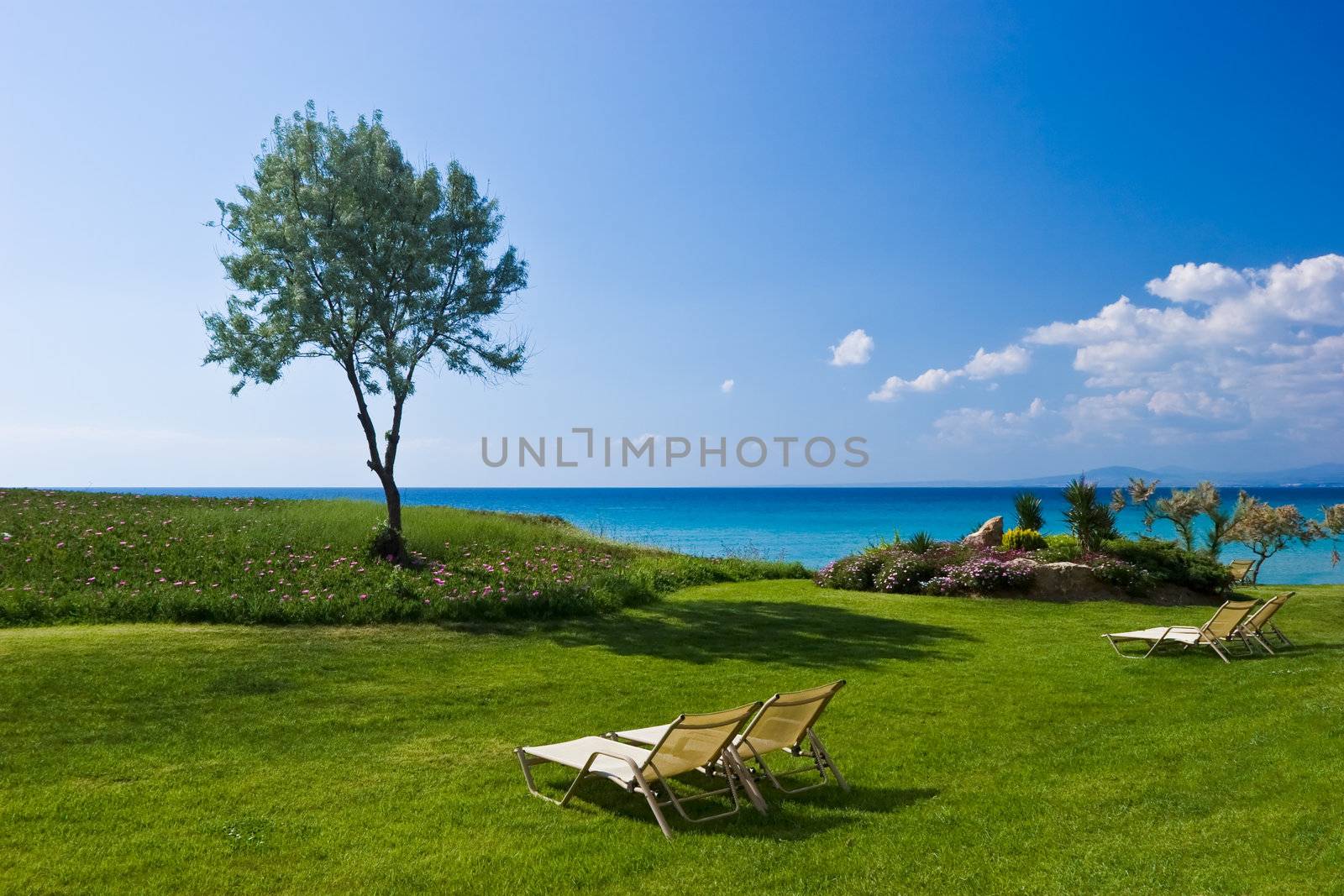 Olive tree and lounge chairs on the beach