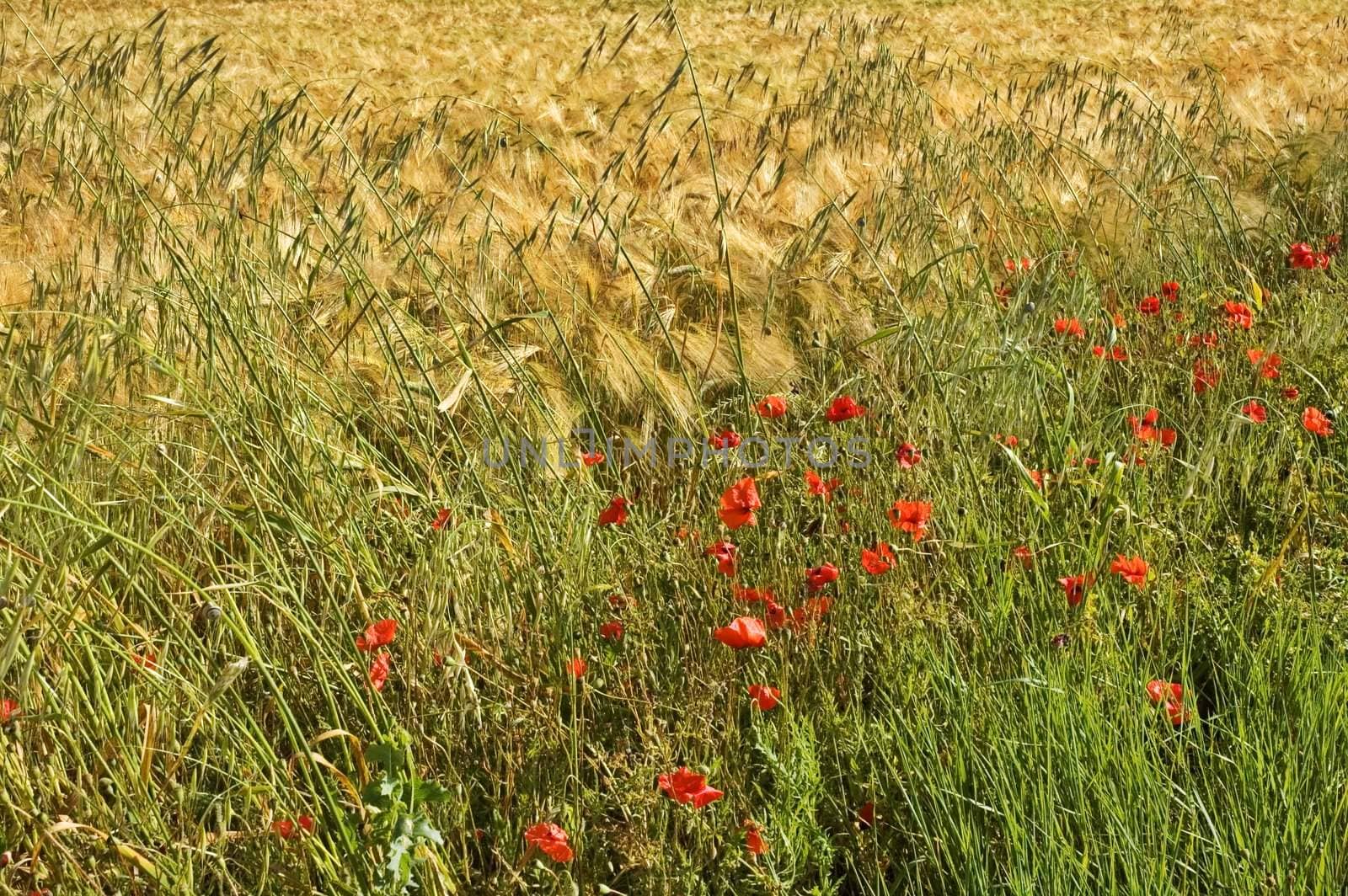 Poppies in tall grass