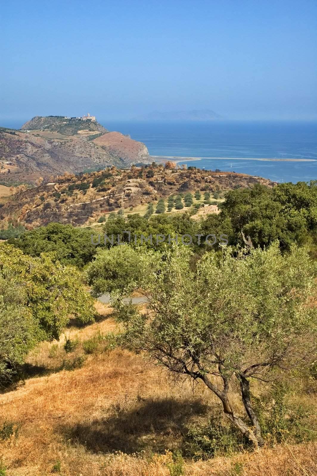 View of Tindari with olive trees and sea in the background