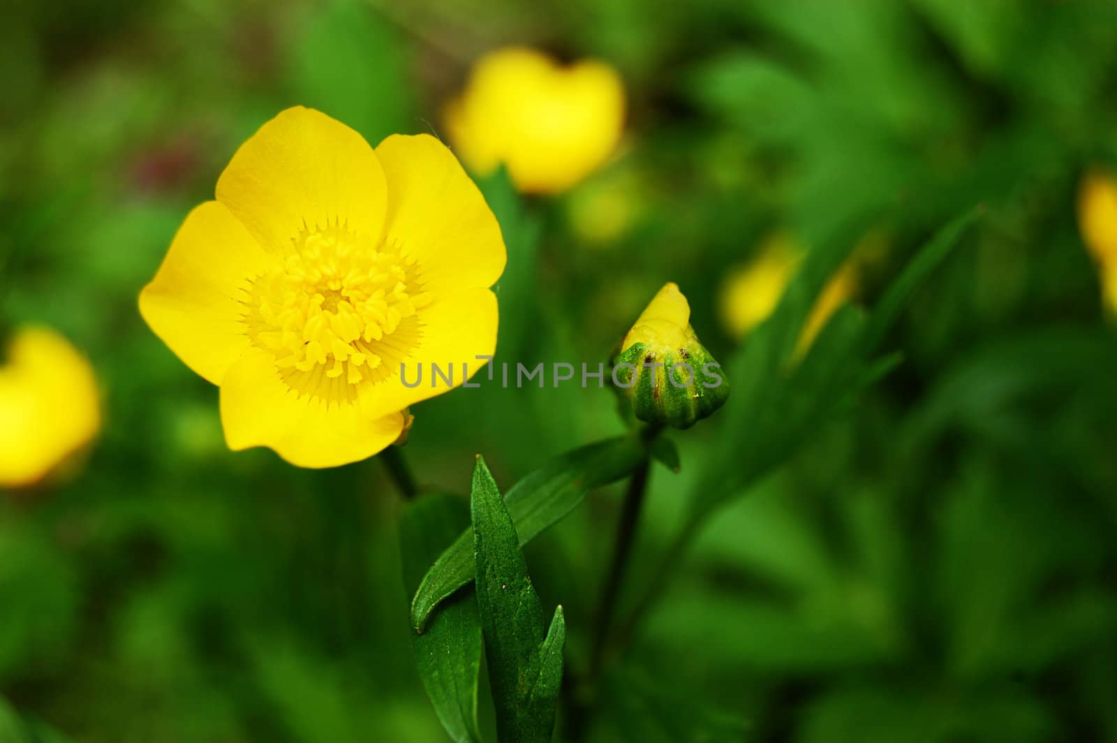 Yellow buttercup over green grass