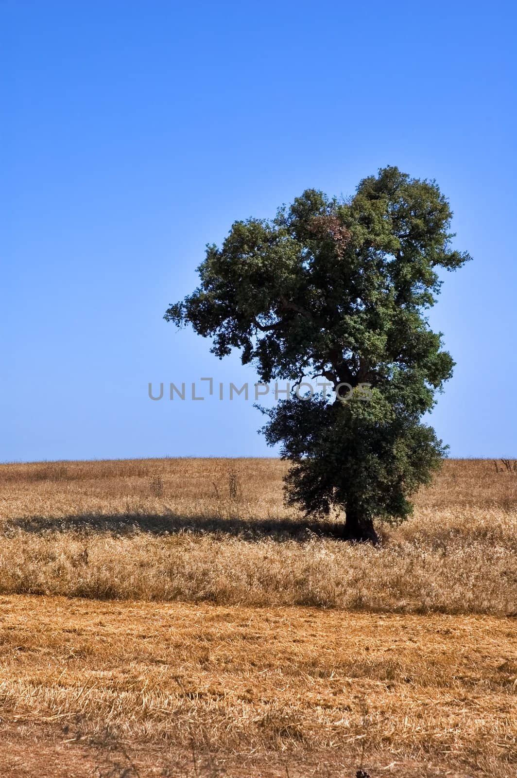 Lonely tree in dry  field