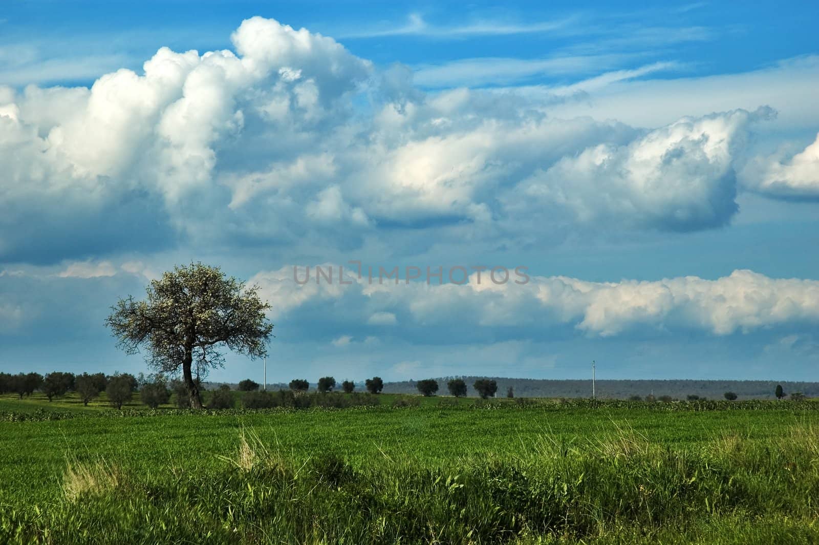 Lonely tree with cloudscape by sil