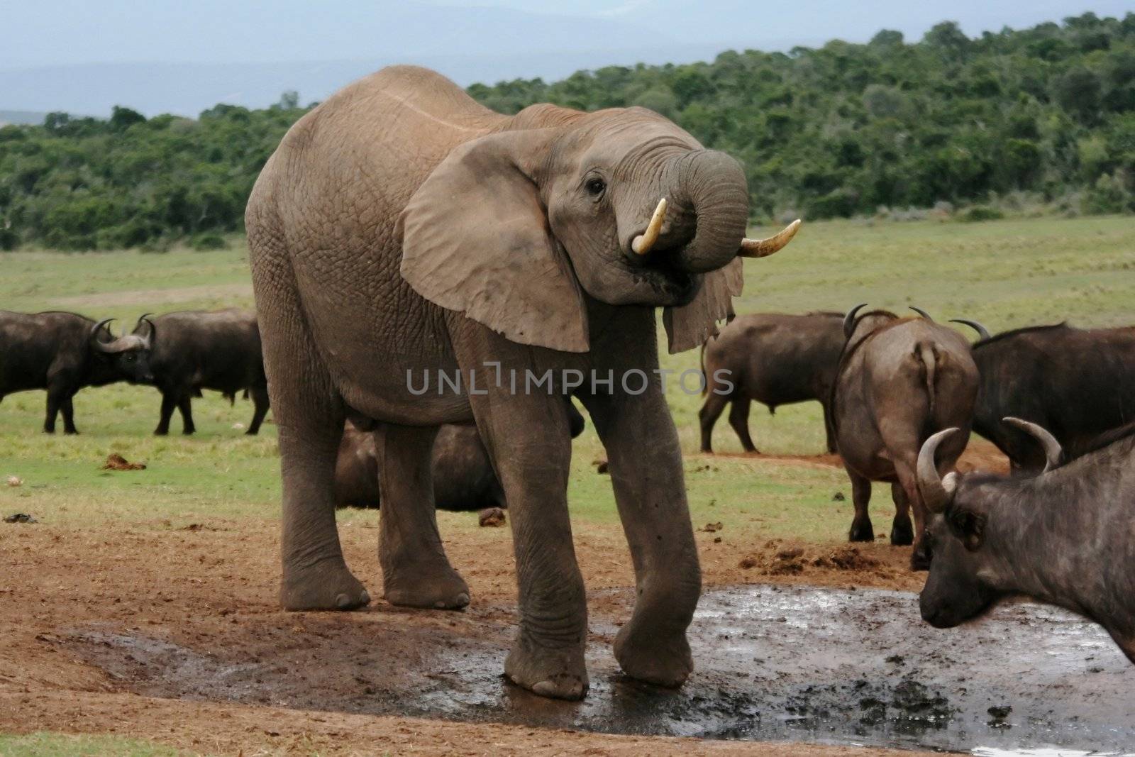 Afican Elephant drinking at a waterhole with buffaloes in the background