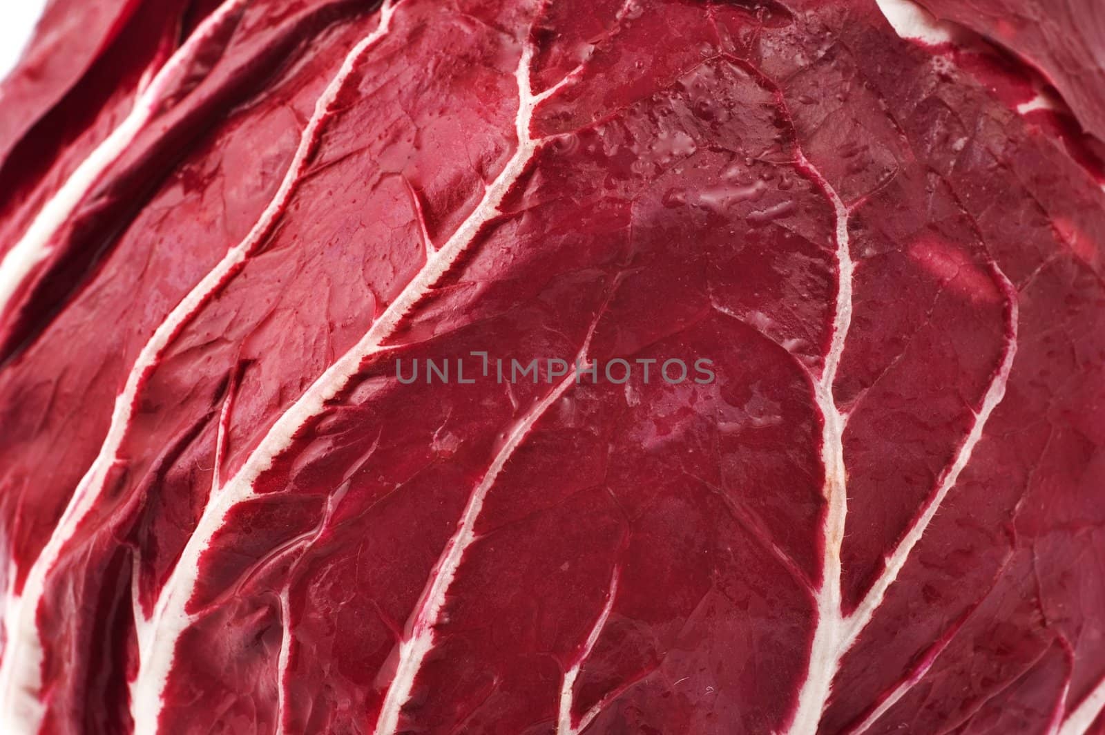 Close up of a radicchio by sil
