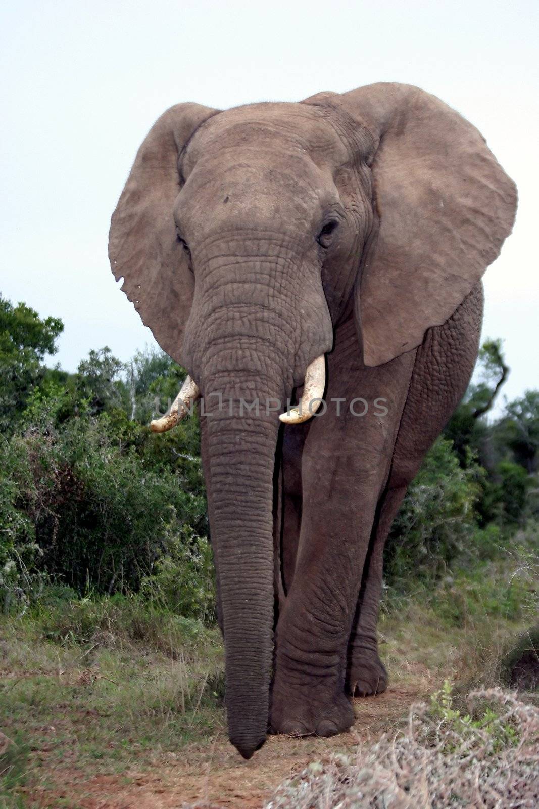 African Elephant Portrait by fouroaks