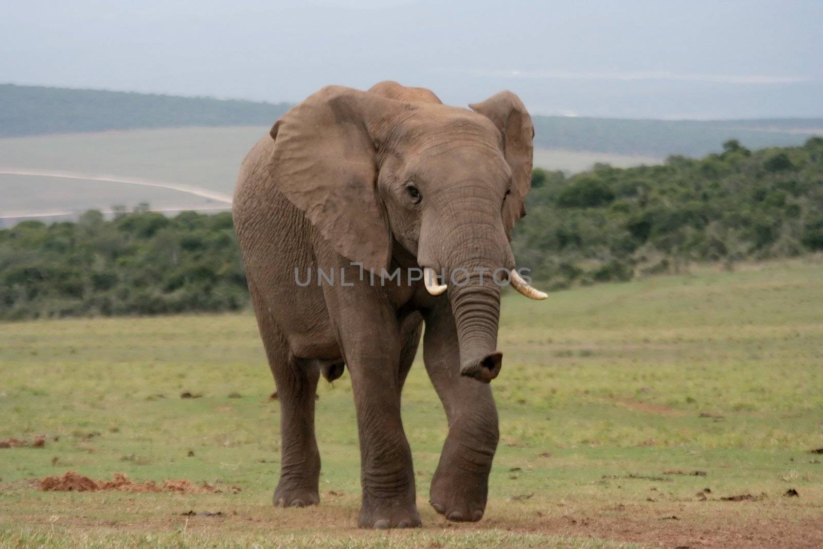African Elephant running across the open plains
