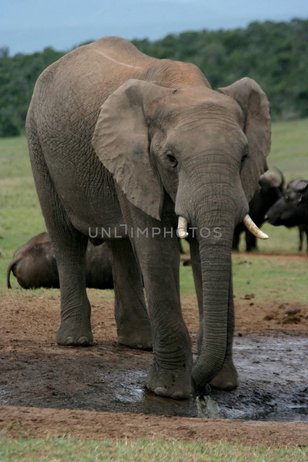 Afican Elephant drinking at a waterhole with buffaloes in the background