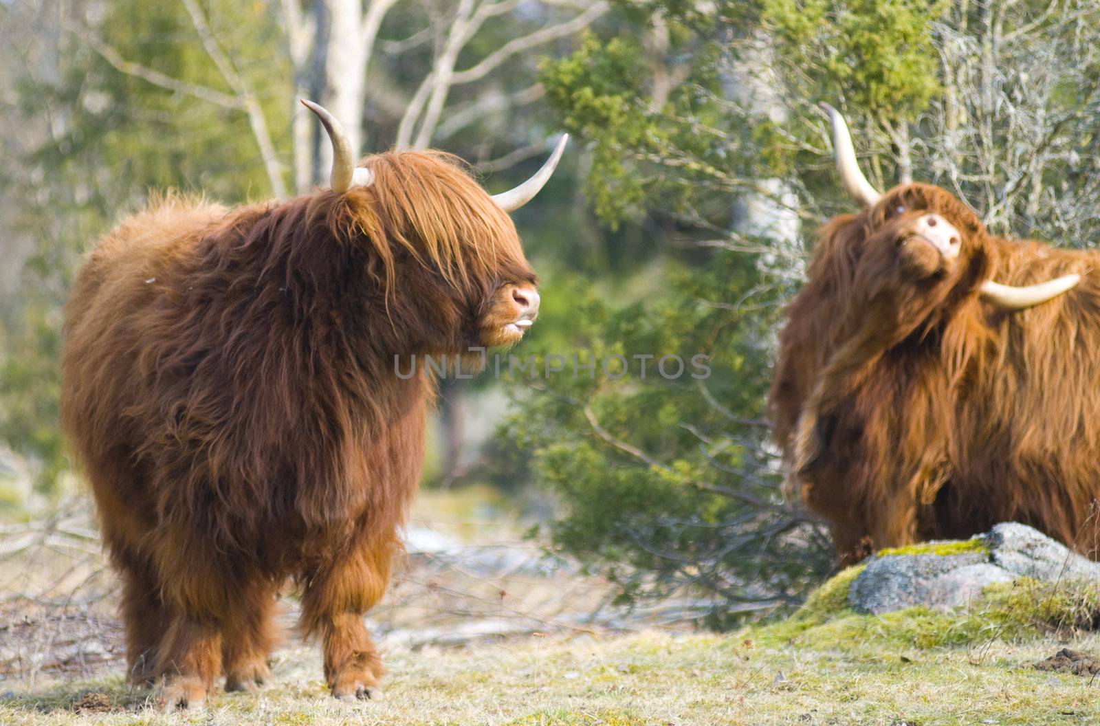 Crazy longhorns by Magnum