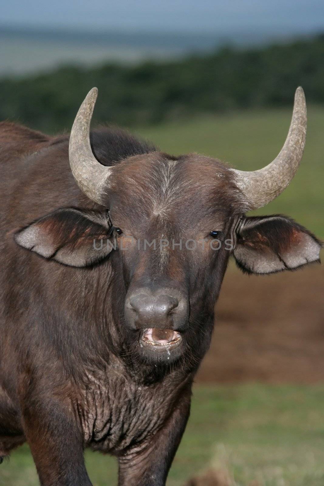 Young African Buffalo with curved horns with mouth open