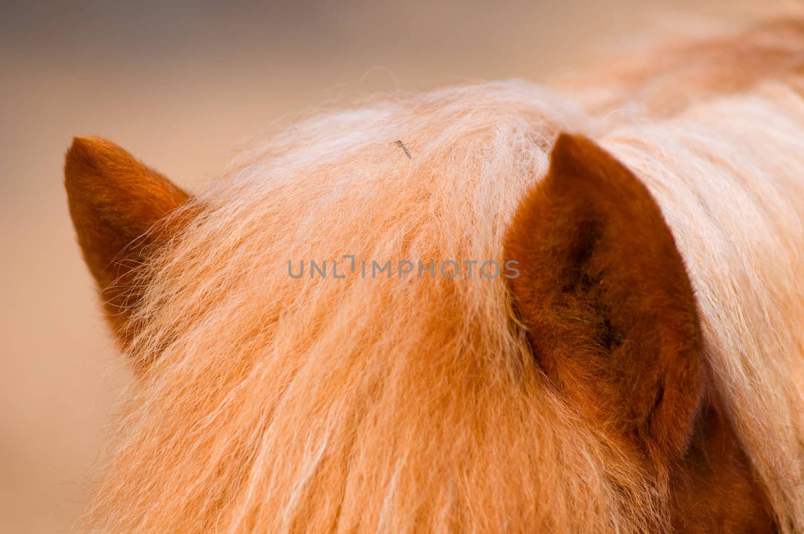 Horse closeup by Magnum