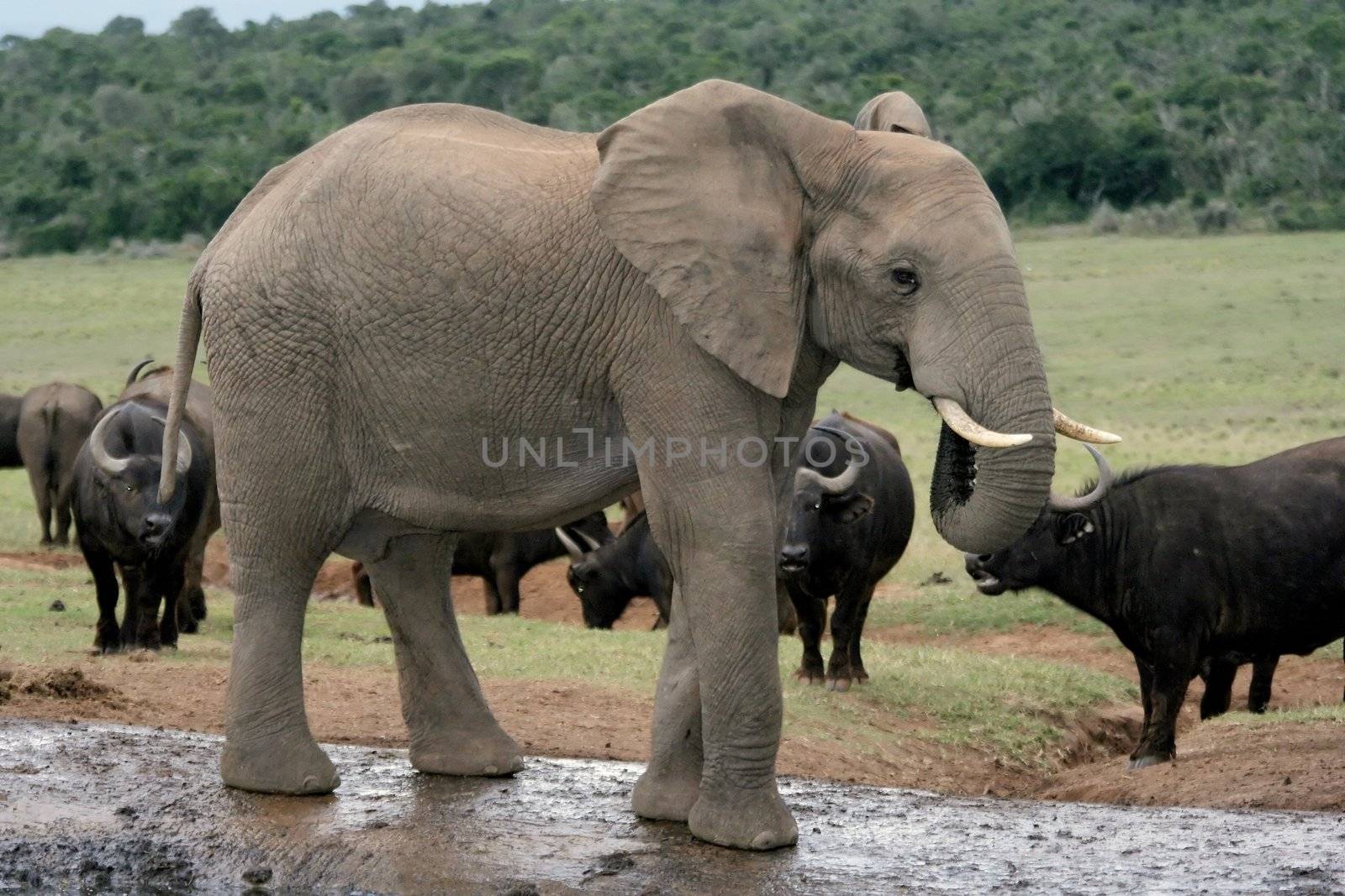 Afican Elephant drinking at a waterhole with buffaloes in the background