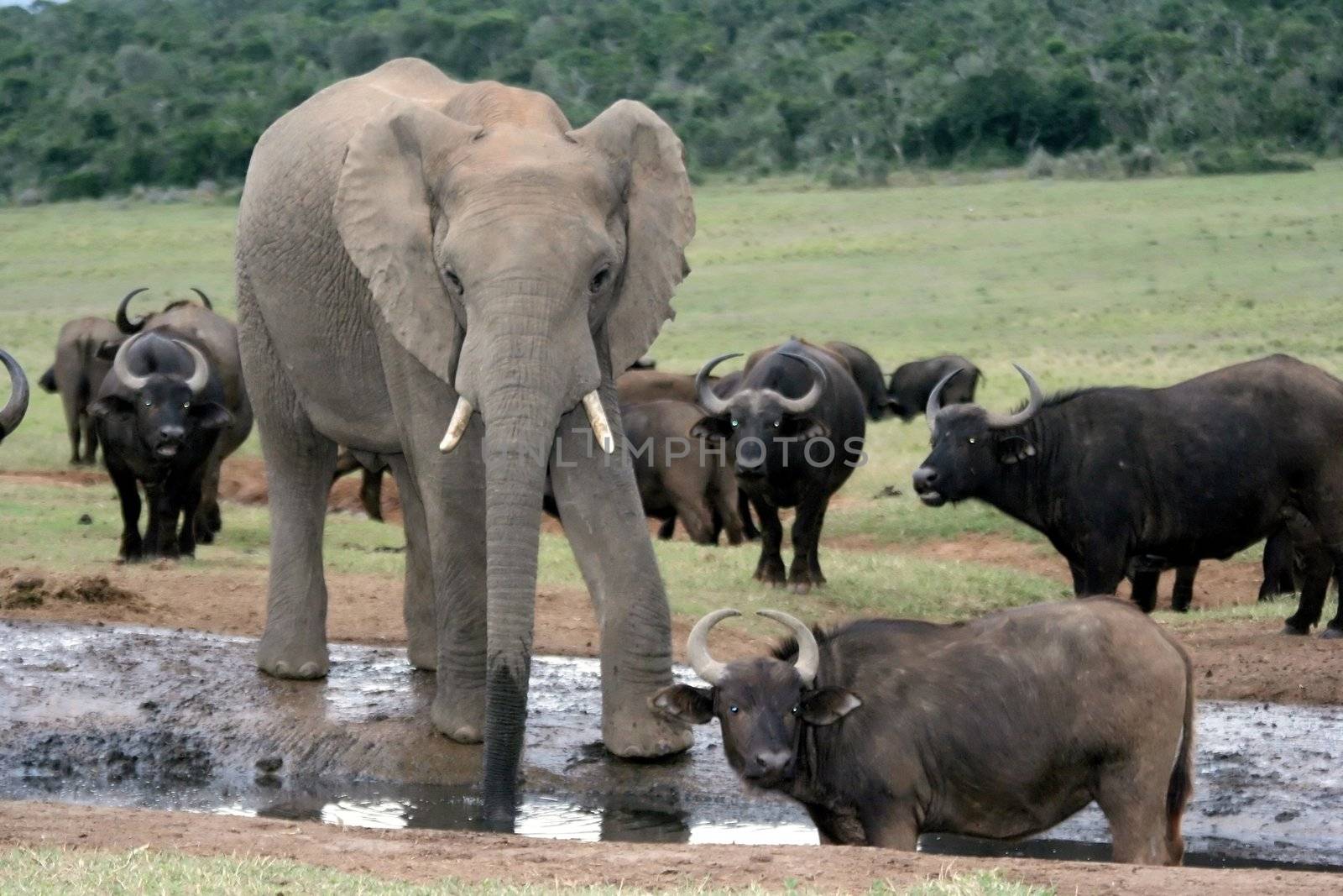 Afican Elephant drinking at a waterhole with buffaloes 