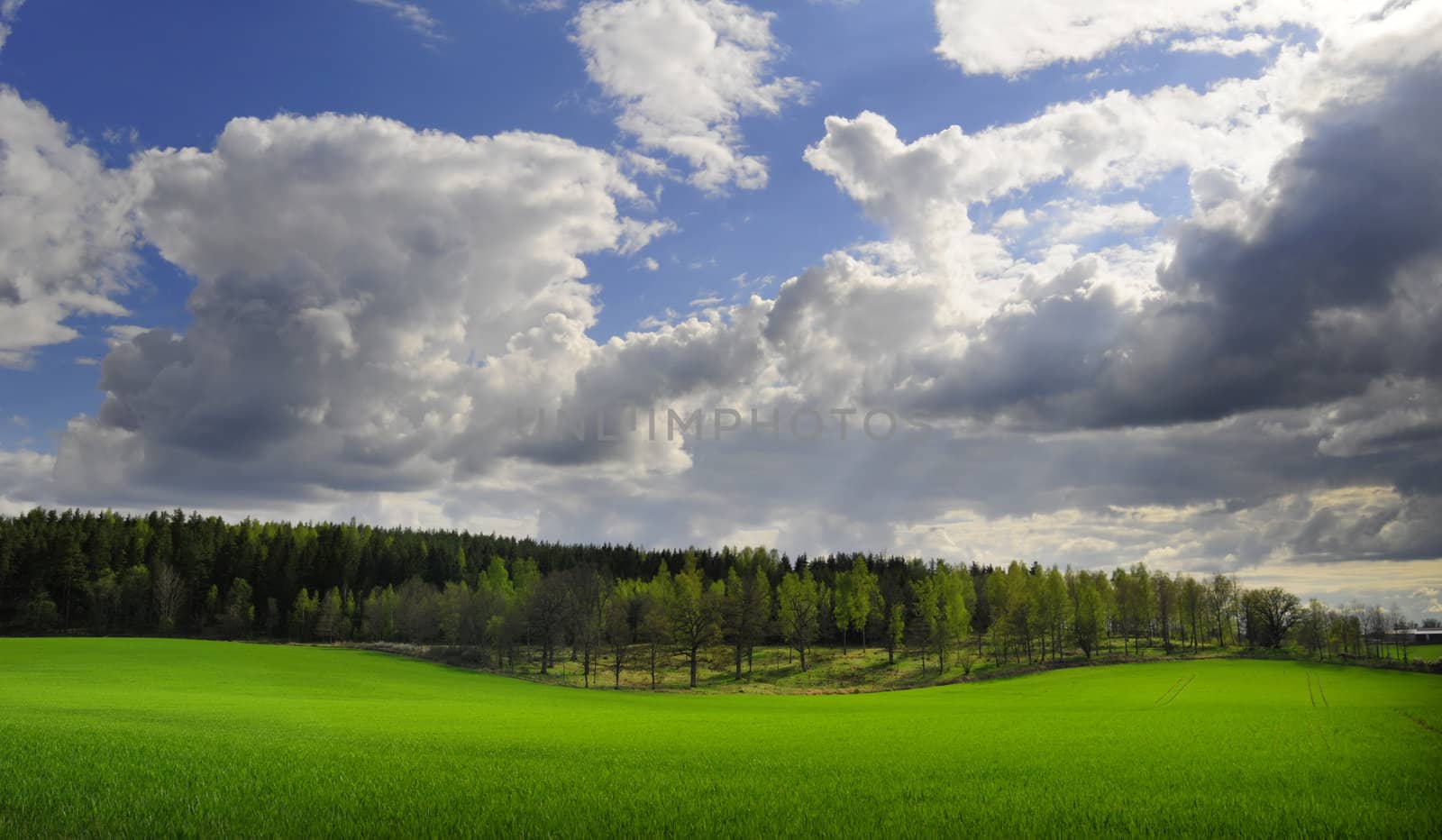 Perfect green field with trees and blue sky with clouds in the background