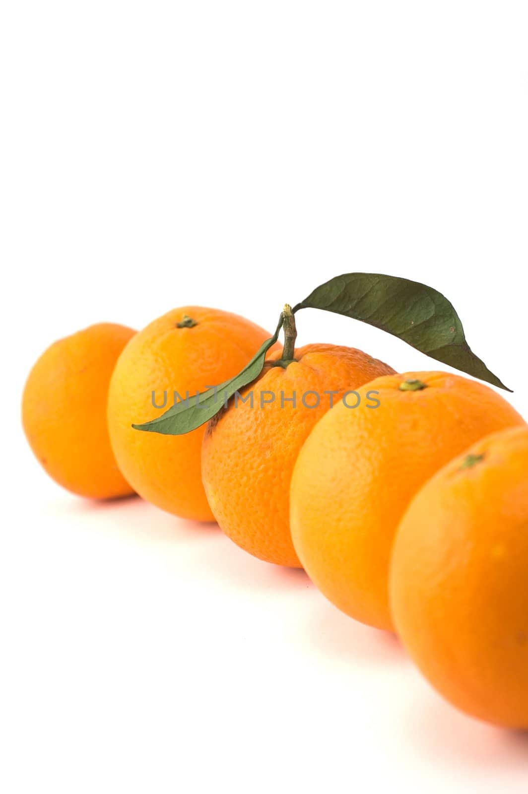 Oranges in a row isolated on white with selective focus on central orange