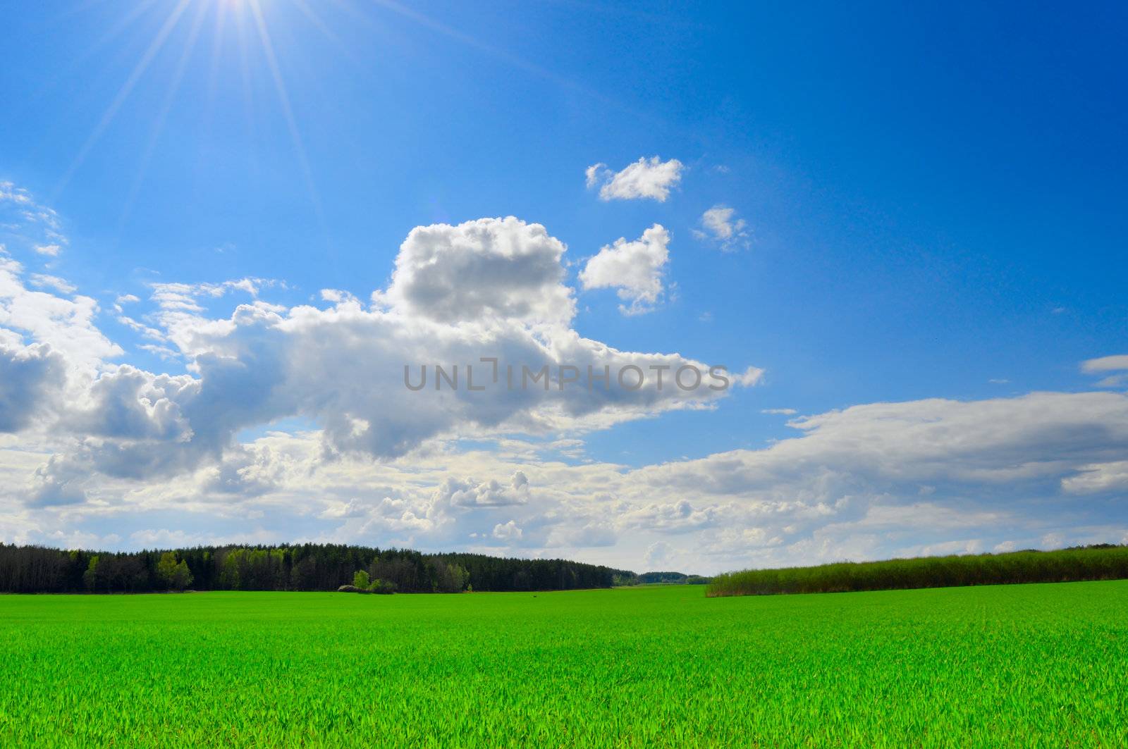 Blue sky green grass by Magnum