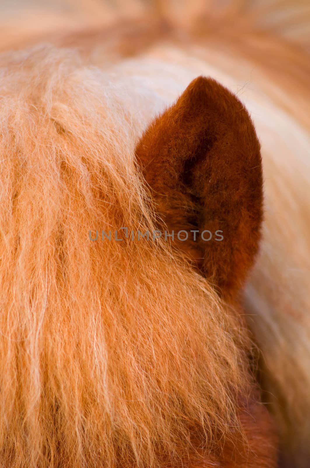 closeup of horses ear and mane