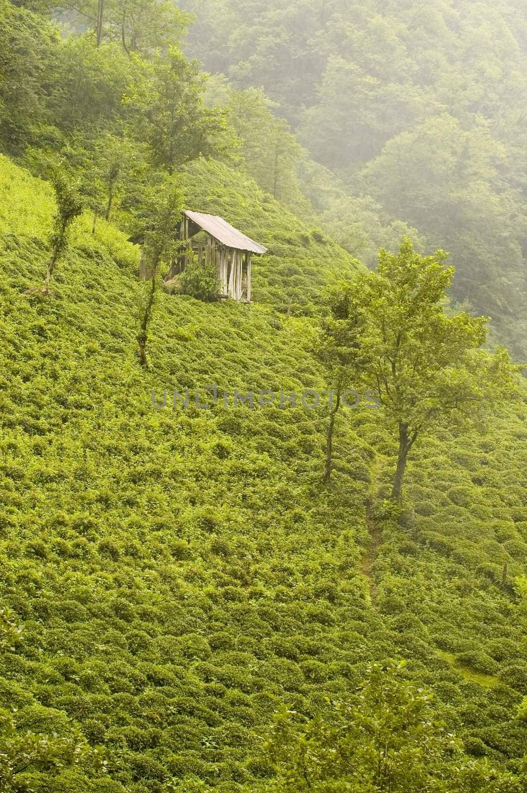 Tea Plants by kobby_dagan