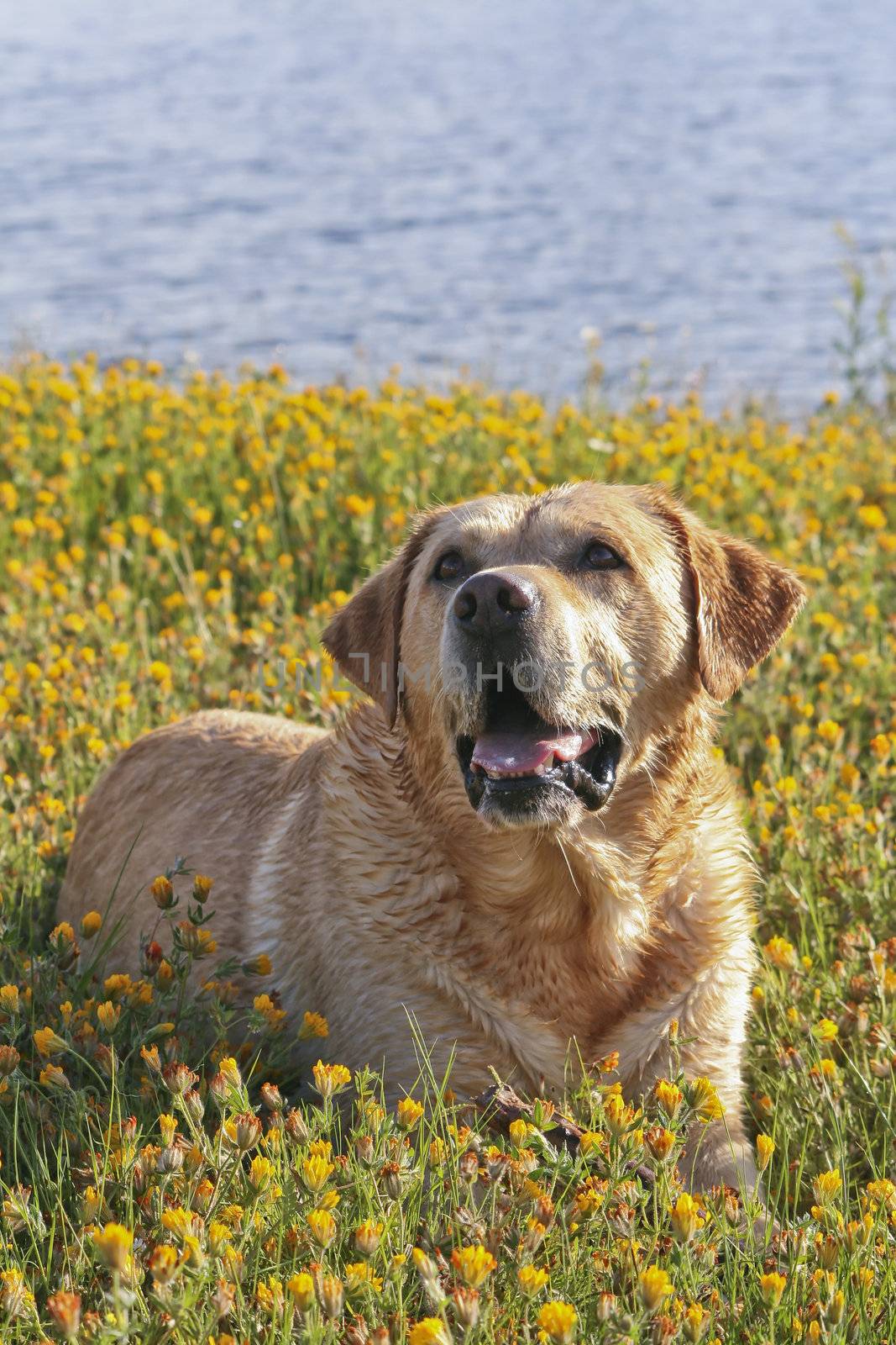 Labrador Retriever in the flower field