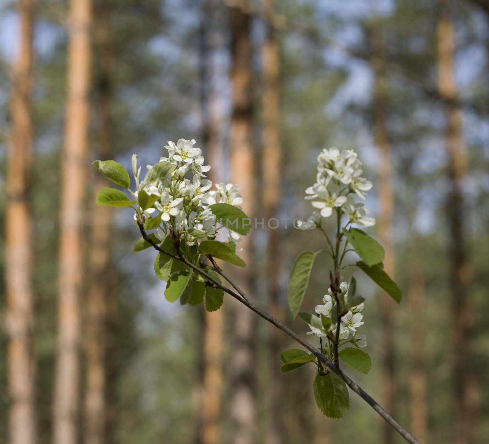 Spring blossom in the forest