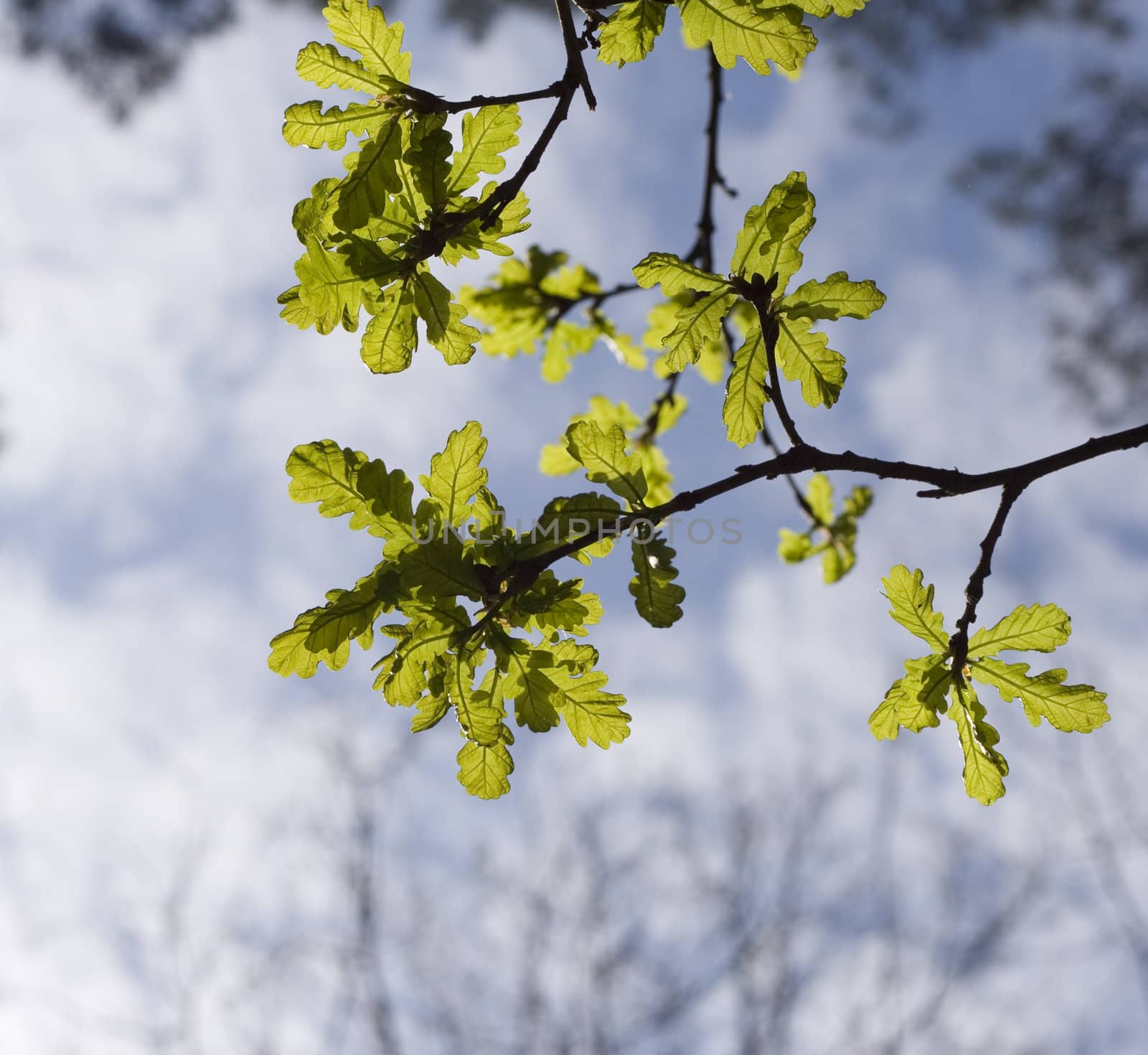 Oak branch and blue sky